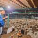 Program Electrifying Agriculture juga meningkatkan produktivitas usaha pembibitan ayam di Muara Enim, Sumatera Selatan. Dengan meningkatkan penggunaan peralatan listrik, usaha tersebut bisa meningkatkan kapasitas produksi hingga 12 persen. Dari yang sebelumnya hanya 130-140 ribu butir telur per hari, menjadi di atas 150 ribu butir telur per hari.