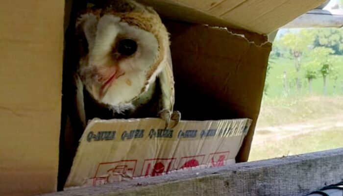 Perburuan Cicem Jampok Resahkan Petani Indrajaya