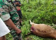 Harimau Terkam Ternak Sapi, Warga Kotanopan Ketakutan