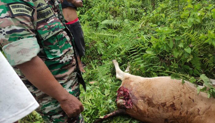 Harimau Terkam Ternak Sapi, Warga Kotanopan Ketakutan
