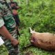Harimau Terkam Ternak Sapi, Warga Kotanopan Ketakutan