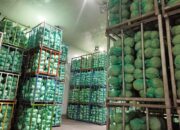 Ekspor Kubis Asal Sumut Mencapai Rp36,69 Miliar