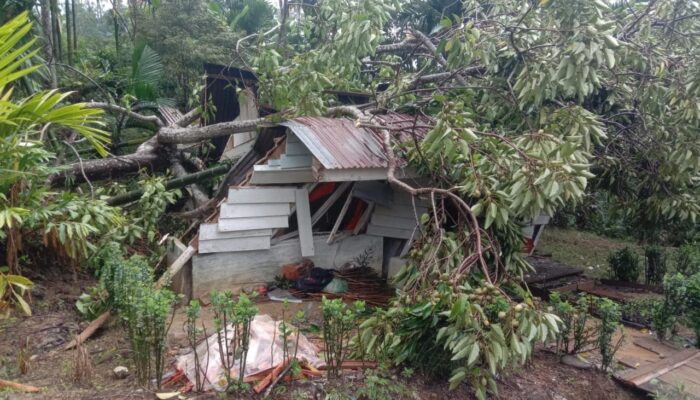 Pohon Tumbang Di Batang Natal 4 Meninggal, 4 Dilarikan Ke RS