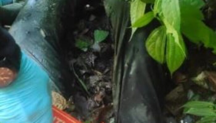 Mahasiswi Tewas Di Tangan Pacarnya Di Air Terjun Dolok Merawan