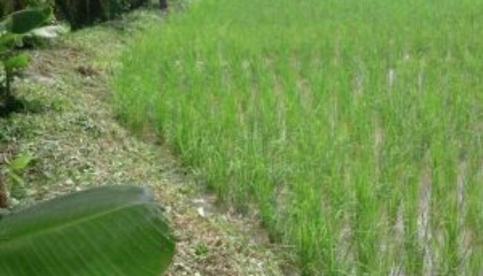 BUMG Matang Rubek Berhasil Kembangkan Usaha Pengelolaan Sawah