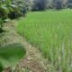 Salah satu sisi lahan sawah yang berhasil dikembangkan BUMG Matang Rubek. (Waspada/ist)