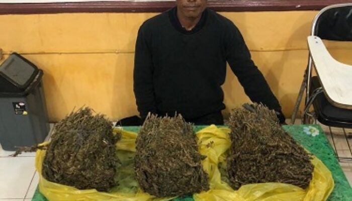Polres Abdya Amankan Pengedar Ganja Antarkabupaten