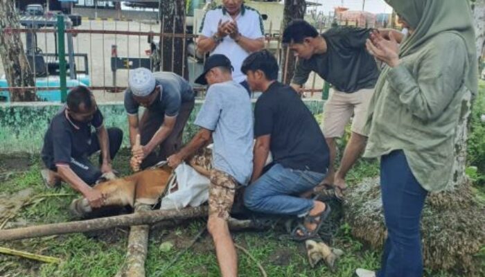 PT Pelindo Cabang Gunungsitoli Kurban 1 Sapi