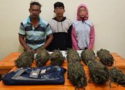 Tim Opsnal Satuan Reserse Narkoba Polres Lhokseumawe menangkap tiga pengedar narkotika dan menyita 7 Bal ganja di Desa Paya Lhok, Kecamatan Muara Dua, Kota Lhokseumawe, Sabtu (8/7). Waspada/Zainuddin Abdullah