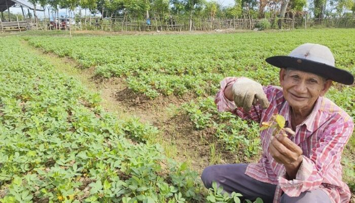 Petani Kacang Tanah Di Pidie Keluhkan Serangan Hama Lalat