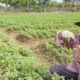 Muhammad Amin, 70, petani kacang tanah, Gampong Raya Paya, Kemukiman Bungie, Kecamatan Simpang Tiga, Kabupaten Pidie memperlihatkan tanaman kacangnya yang mati akibat digigit ulat, Senin (10/7). Waspada/Muhammad Riza