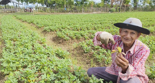 Muhammad Amin, 70, petani kacang tanah, Gampong Raya Paya, Kemukiman Bungie, Kecamatan Simpang Tiga, Kabupaten Pidie memperlihatkan tanaman kacangnya yang mati akibat digigit ulat, Senin (10/7). Waspada/Muhammad Riza