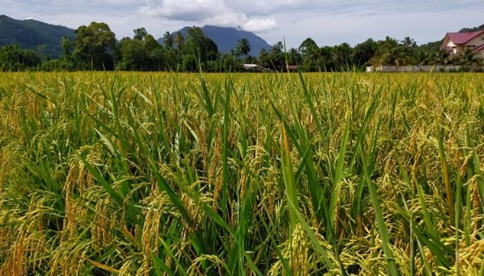 Harga GKP Di Abdya Rp5.300 Perkilogram