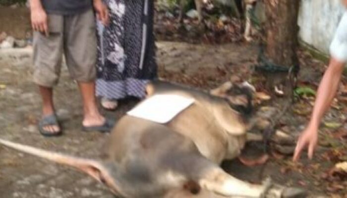 Semangat Berbagi, PGRI Aceh Besar Kurban Lima Lembu