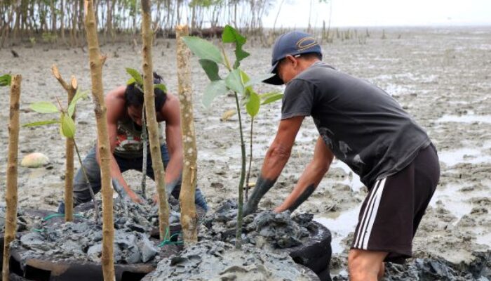 Revitalisasi Dan Konservasi Alam Pantai Oleh Inalum, Gairahkan Wisata Di Batubara
