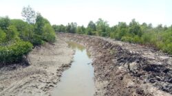 HAMPARAN hutan mangrove di Dusun IV Panton, Desa Sungai Siur, Kec. Pangkalansusu, rusak akibat dibangun tanggul untuk perluasan perkebunan kelapa sawit. Waspada/Asrirrais