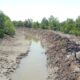 HAMPARAN hutan mangrove di Dusun IV Panton, Desa Sungai Siur, Kec. Pangkalansusu, rusak akibat dibangun tanggul untuk perluasan perkebunan kelapa sawit. Waspada/Asrirrais