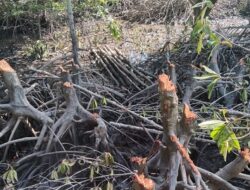 Kondisi Hutan Mangrove Di Langkat Kritis