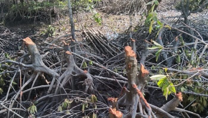 Kondisi Hutan Mangrove Di Langkat Kritis