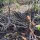 KAWASAN hutan mangrove di Kec. Brandan Barat rusak parah akibat aksi illegal logging. Wasapda/Ist
