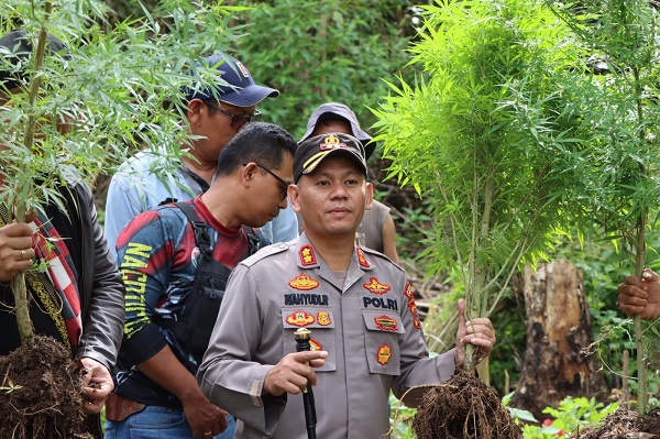 KAPOLRES T.Karo saat memperlihatkan tanaman ganja yang ditemukan di kawasan Tahura Bukit Barisan Kecamatan Namanteran. Waspada/ Micky Maliki.
