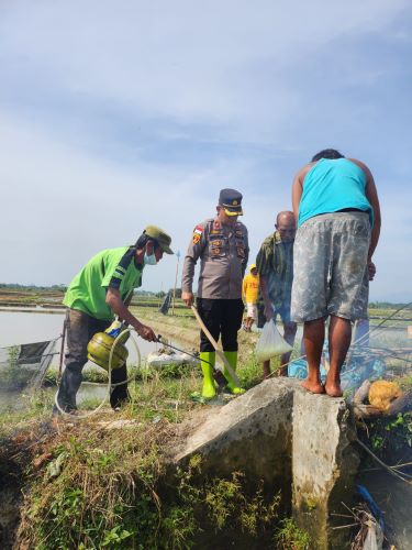 Kapolsek dan warga Tanjung Pasir, Kec. Tanahjawa sedang berburu tikus untuk menyelamatkan tanaman padi warga.(Waspada/ist).
