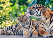 Harimau Resahkan Kotanopan, Pemkab Instruksikan Siskamling