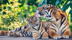Warga dikabarkan kepergok dua harimau, satu berukuran sangat besar, satu lagi kecil. Waspada/Ist