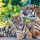 Warga dikabarkan kepergok dua harimau, satu berukuran sangat besar, satu lagi kecil. Waspada/Ist
