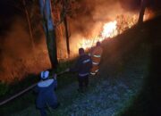 Hutan Di Tongging Terbakar