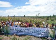 TPL Panen Perdana Jagung Program Intercrop