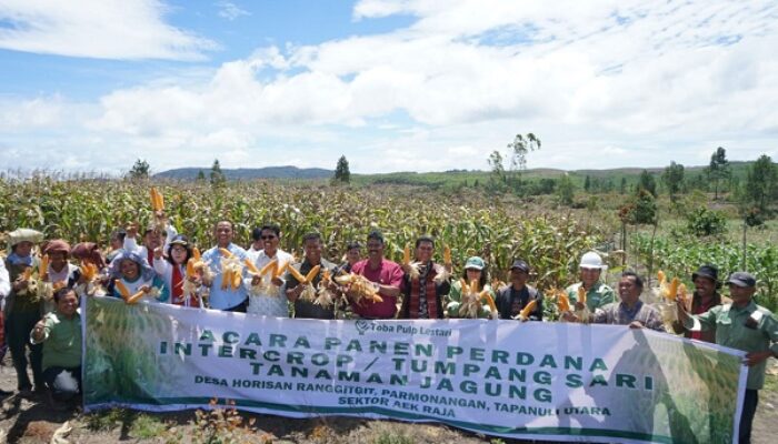 TPL Panen Perdana Jagung Program Intercrop