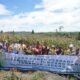 Toba Pulp Lestari (TPL) gelar panen perdana tanaman Jagung dengan program intercrop bersama mitra perusahaan untuk Perkebunan Kayu Rakyat (PKR) di Desa Horisan Ranggitgit, Kecamatan Parmonangan, Kabupaten Tapanuli Utara, Jumat (28/7). Waspada/ist
