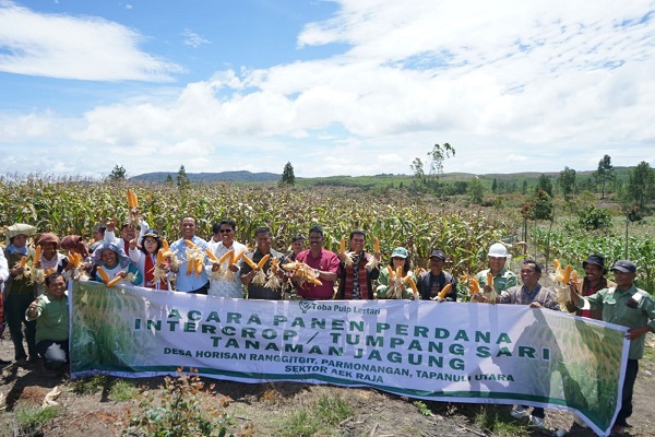 Toba Pulp Lestari (TPL) gelar panen perdana tanaman Jagung dengan program intercrop bersama mitra perusahaan untuk Perkebunan Kayu Rakyat (PKR) di Desa Horisan Ranggitgit, Kecamatan Parmonangan, Kabupaten Tapanuli Utara, Jumat (28/7). Waspada/ist