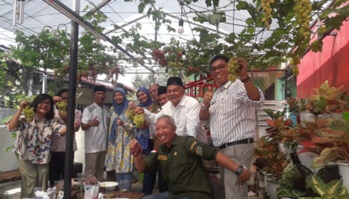Budidaya Tanaman Anggur di Medan Johor Patut Menjadi Referensi Petani Angur