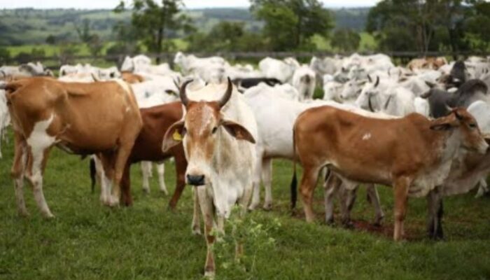 Pemerintah Berencana Impor 50.000 Ekor Sapi Dan 300.000 Ton Kedelai Dari Afrika Selatan 