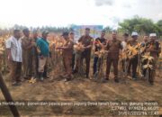 Jaga Stabilitas Pangan, Aceh Singkil Dongkrak Produktivitas Jagung