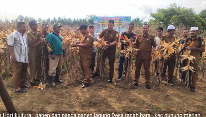 Jaga Stabilitas Pangan, Aceh Singkil Dongkrak Produktivitas Jagung