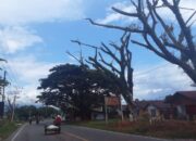 Bahayakan Keselamatan Umum, PPK Diminta Tebang Pohon Terancam Tumbang