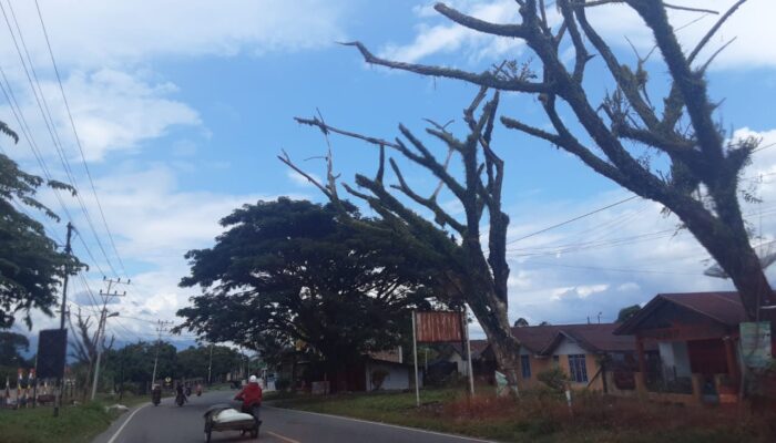 Bahayakan Keselamatan Umum, PPK Diminta Tebang Pohon Terancam Tumbang
