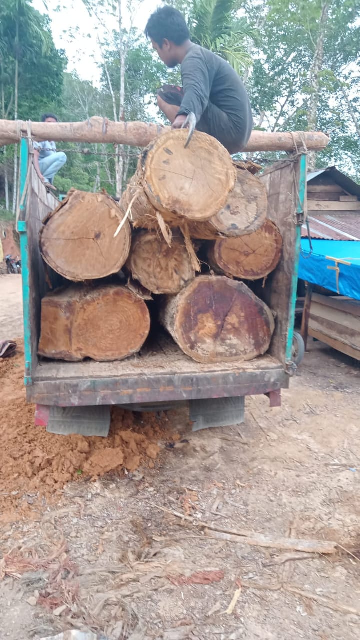 Illegal Logging Masih Terjadi Di Tapsel