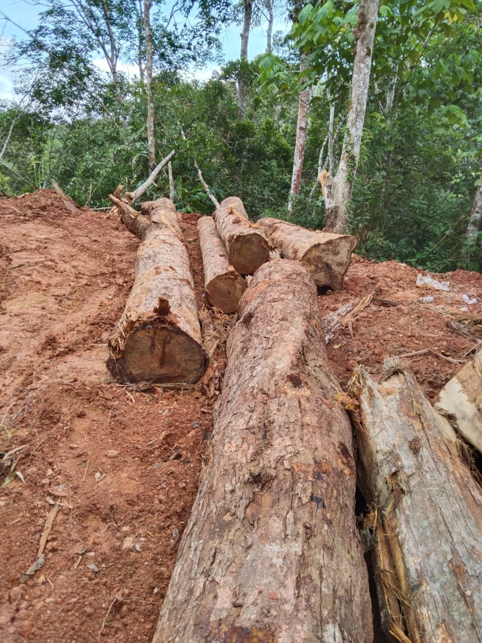 Illegal Logging Masih Terjadi Di Tapsel