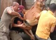 Tangkapi Lembu Berkeliaran, Satpol PP Langsa Dapat Dukungan