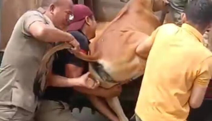 Tangkapi Lembu Berkeliaran, Satpol PP Langsa Dapat Dukungan