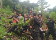 Polres Agara Temukan Ladang Ganja Seluas 5 Hektar