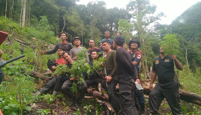 Polres Agara Temukan Ladang Ganja Seluas 5 Hektar