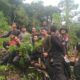Polres Agara Temukan Ladang Ganja Seluas 5 Hektar