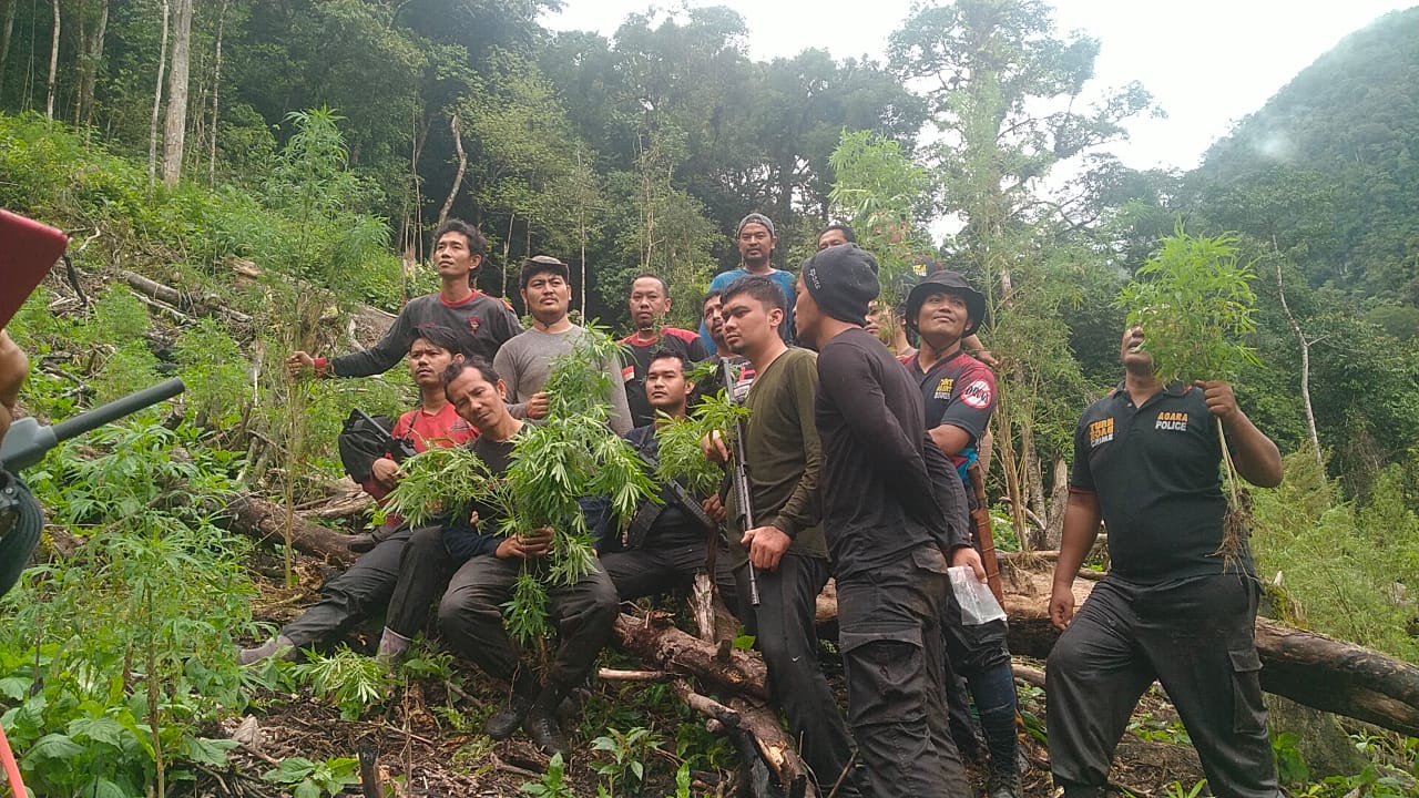 Polres Agara Temukan Ladang Ganja Seluas 5 Hektar