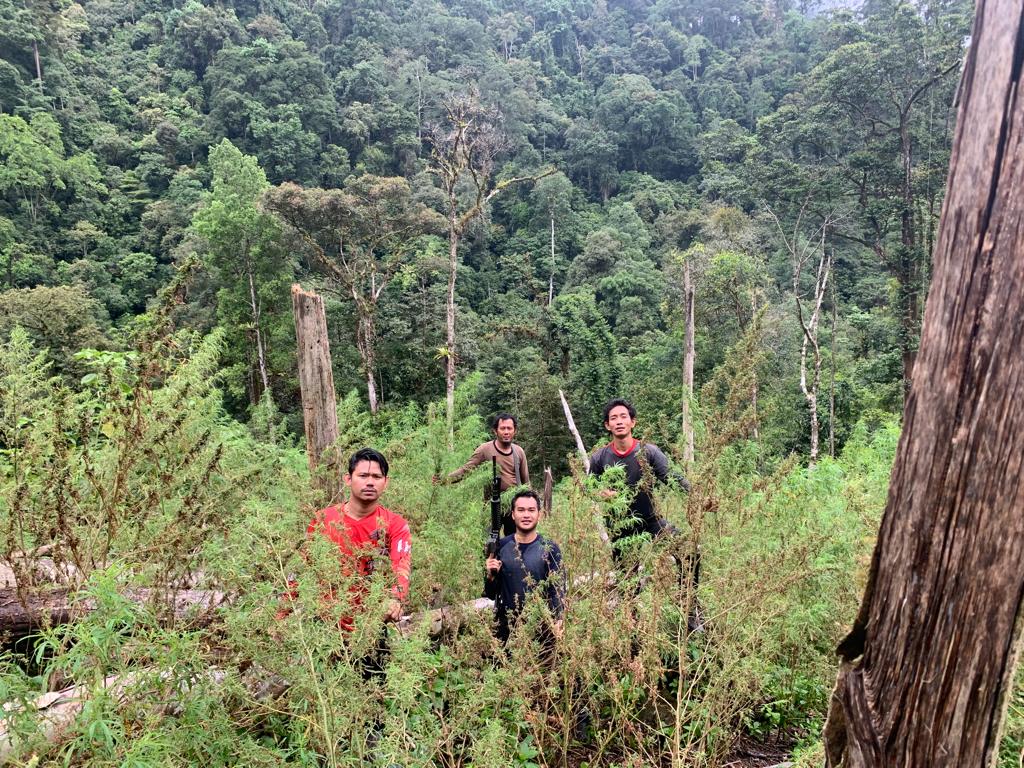 Polres Agara Temukan Ladang Ganja Seluas 5 Hektar