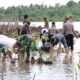 Kapolres Simeulue Lestarikan Mangrove